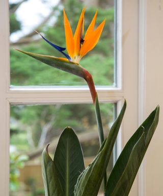 Bird of Paradise flower, Strelitzia, of the family Strelitziaceae, growing as a house plant indoors