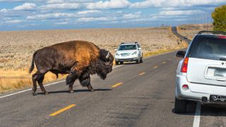 Bison on road at Yellowstone National Park with two parked cars