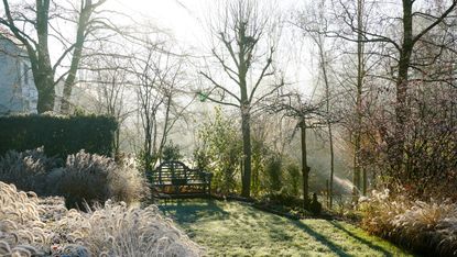 winter garden covered in frost 