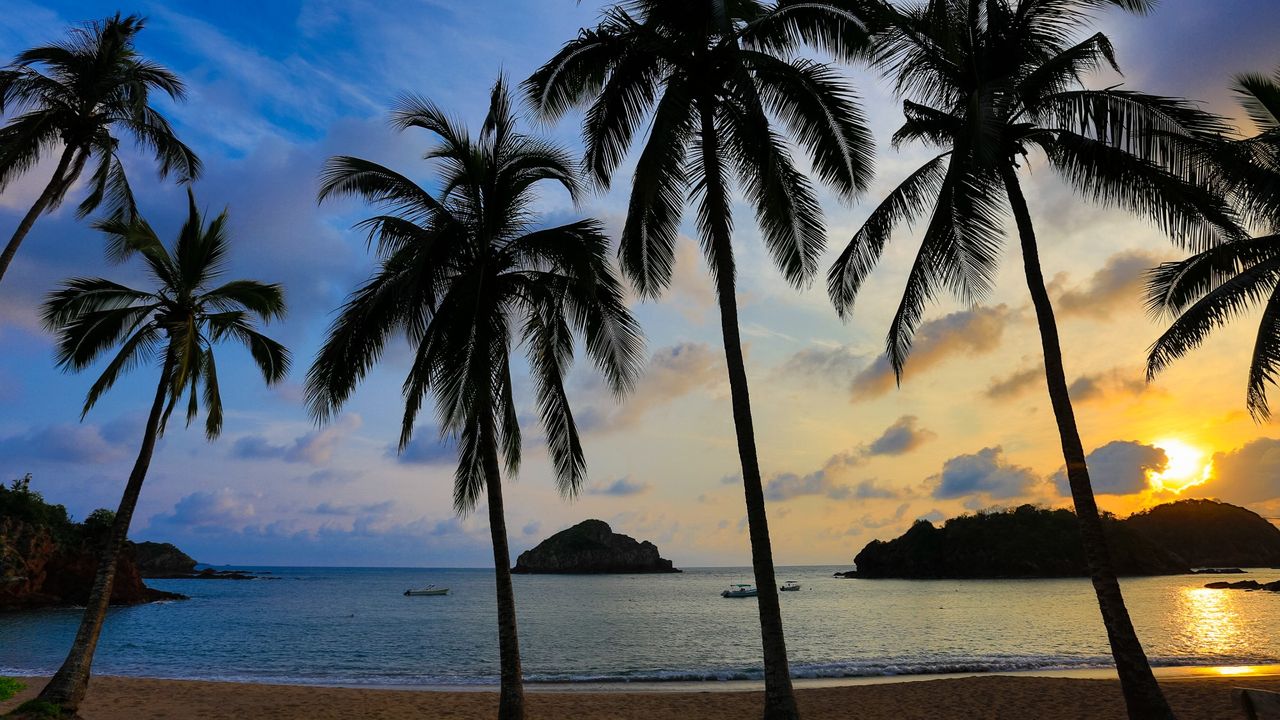 a sunset shot of palm trees at the edge of a beach with the sun setting in the background