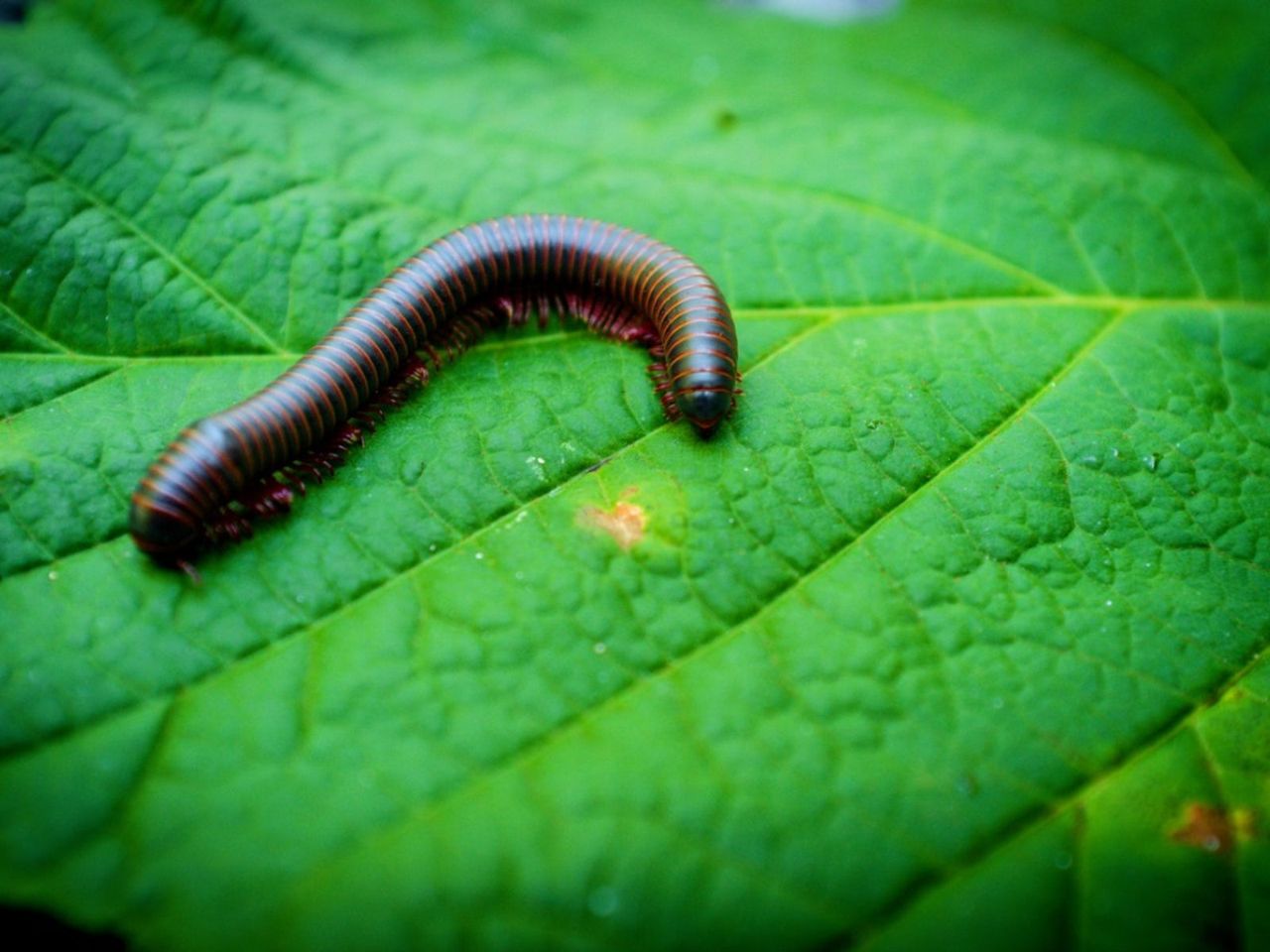 Millipede On A Green Leaf