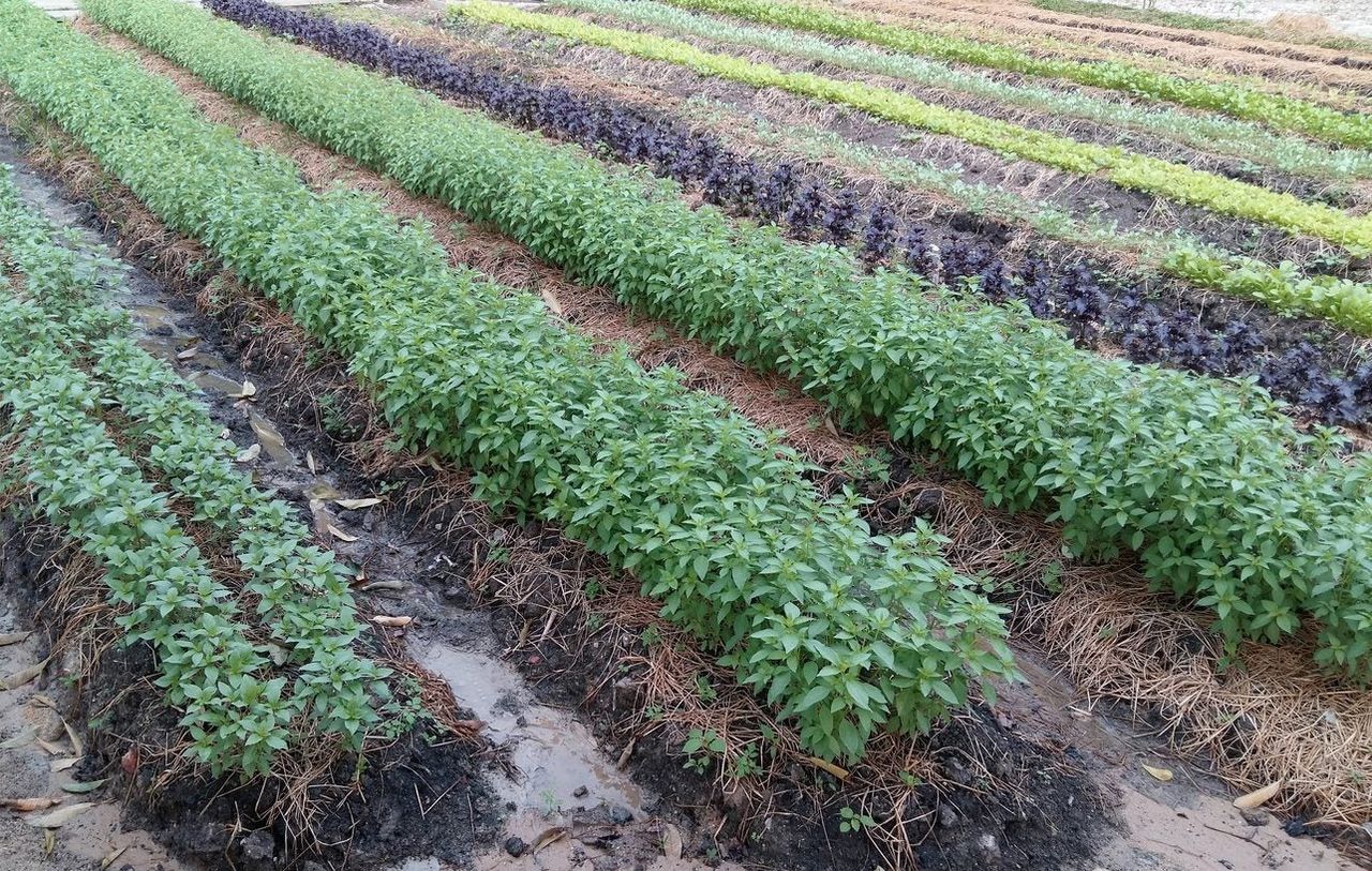 Rows Of Plants And Deep Mulch Garden