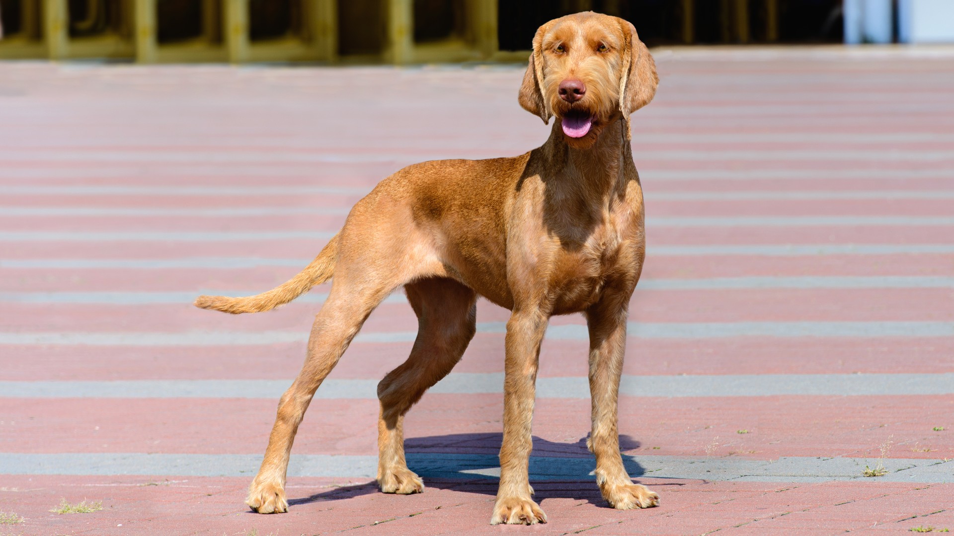 10 wiry hair dog breeds and how to care for their coats PetsRadar