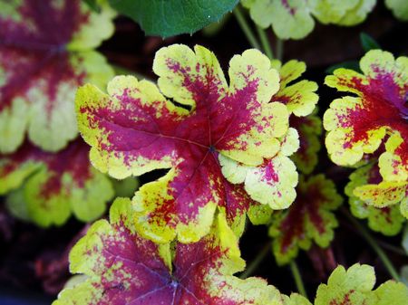 Red Foliaged Plants