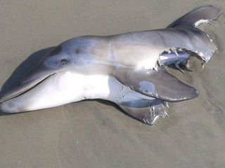 The dead baby dolphin.