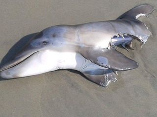 Did Sharks Really Kill That Cute Baby Dolphin Live Science