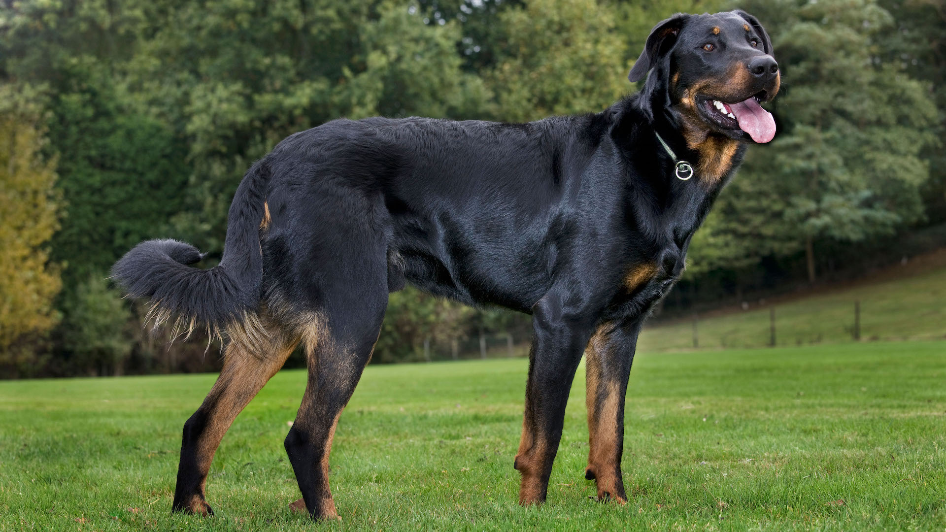 Beauceron dog standing in field