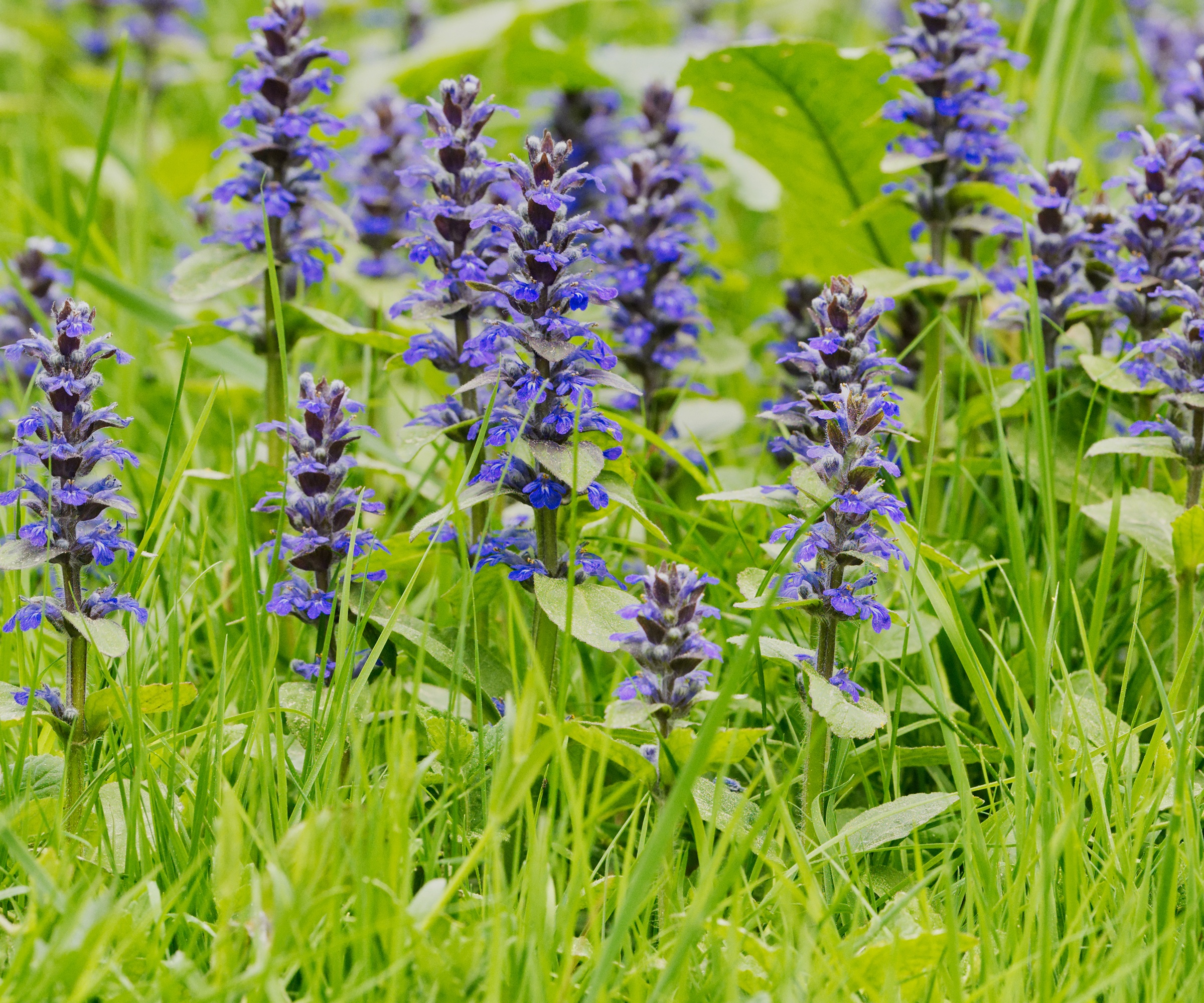 Ajuga Reptans in lawn