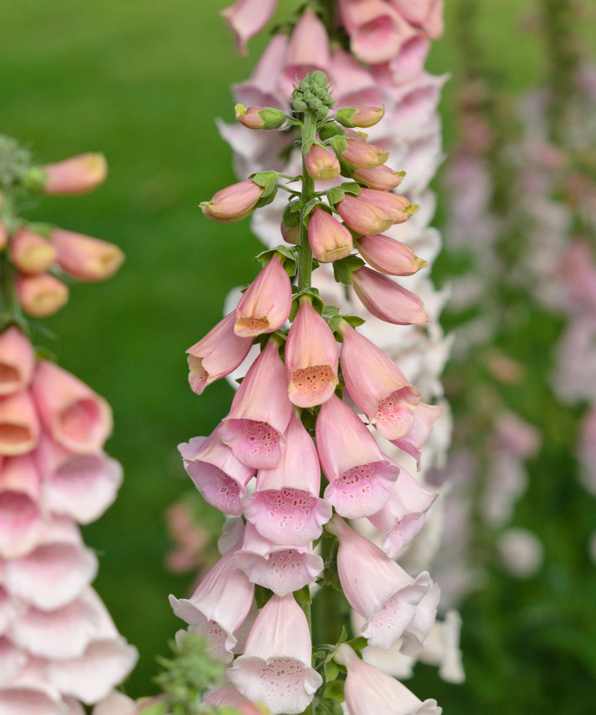 Digitalis purpurea 'Pink Gin'