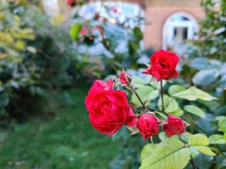 Like most camera phones, the 7T Pro boosts reds in flowers dramatically