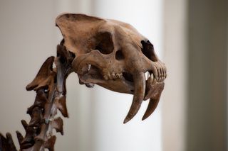 The saber-toothed cat, Smilodon, is one of the South American megafauna that went extinct.