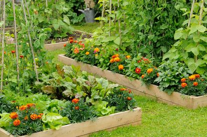 no dig gardening raised bed for flowers and vegetables