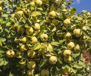 A quince tree covered in yellow quince fruits