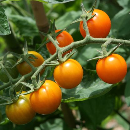 Sungold tomatoes growing on plant in garden