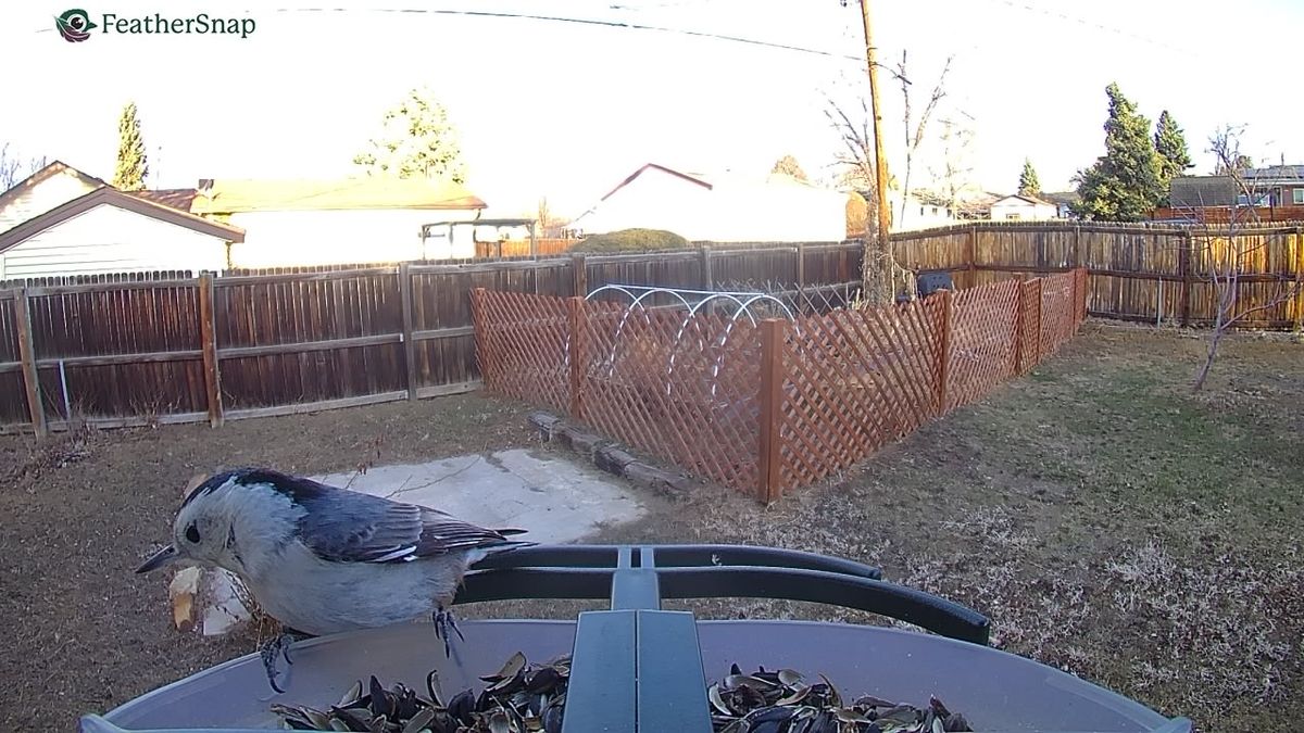 Example shots from the Feathersnap Scout Bird Feeder.