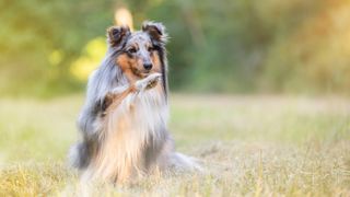 Shetland Sheepdog