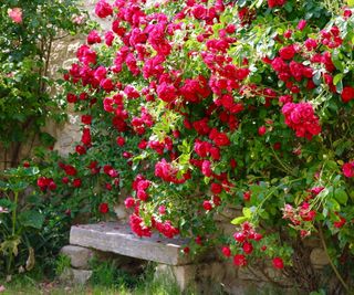 Red roses in bloom with a stone seat