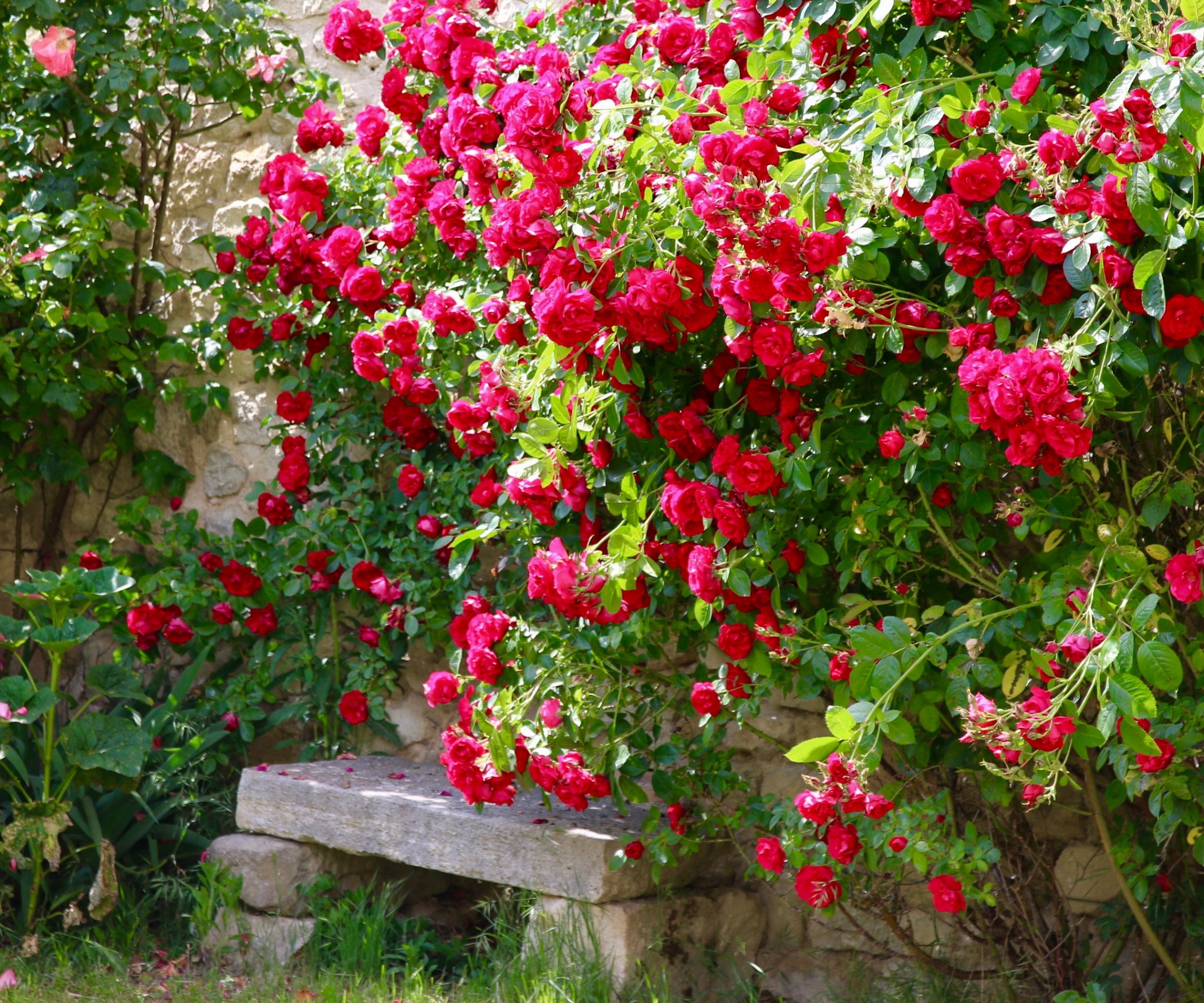 Roses rouges en fleurs avec un siège en pierre