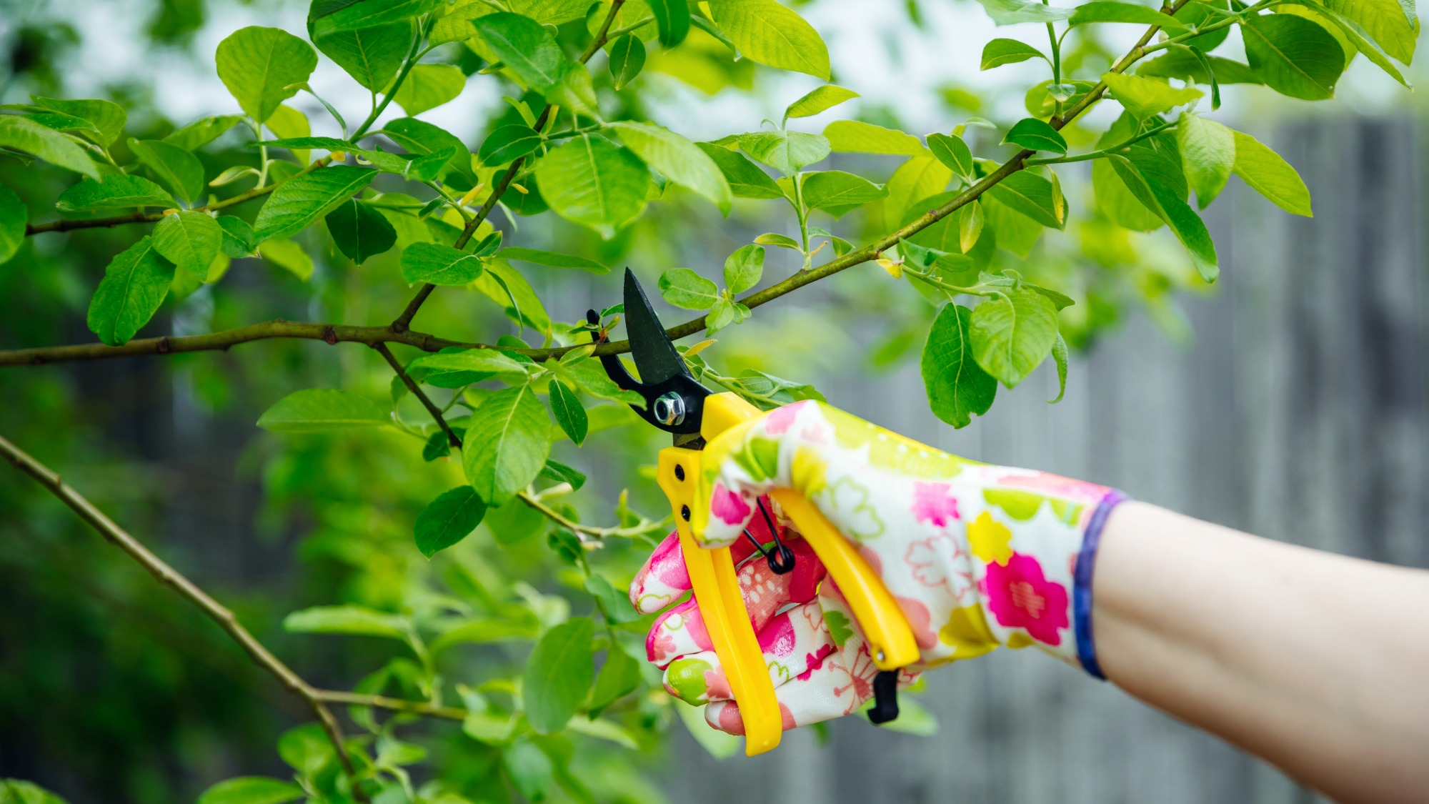 Pruning tree branches