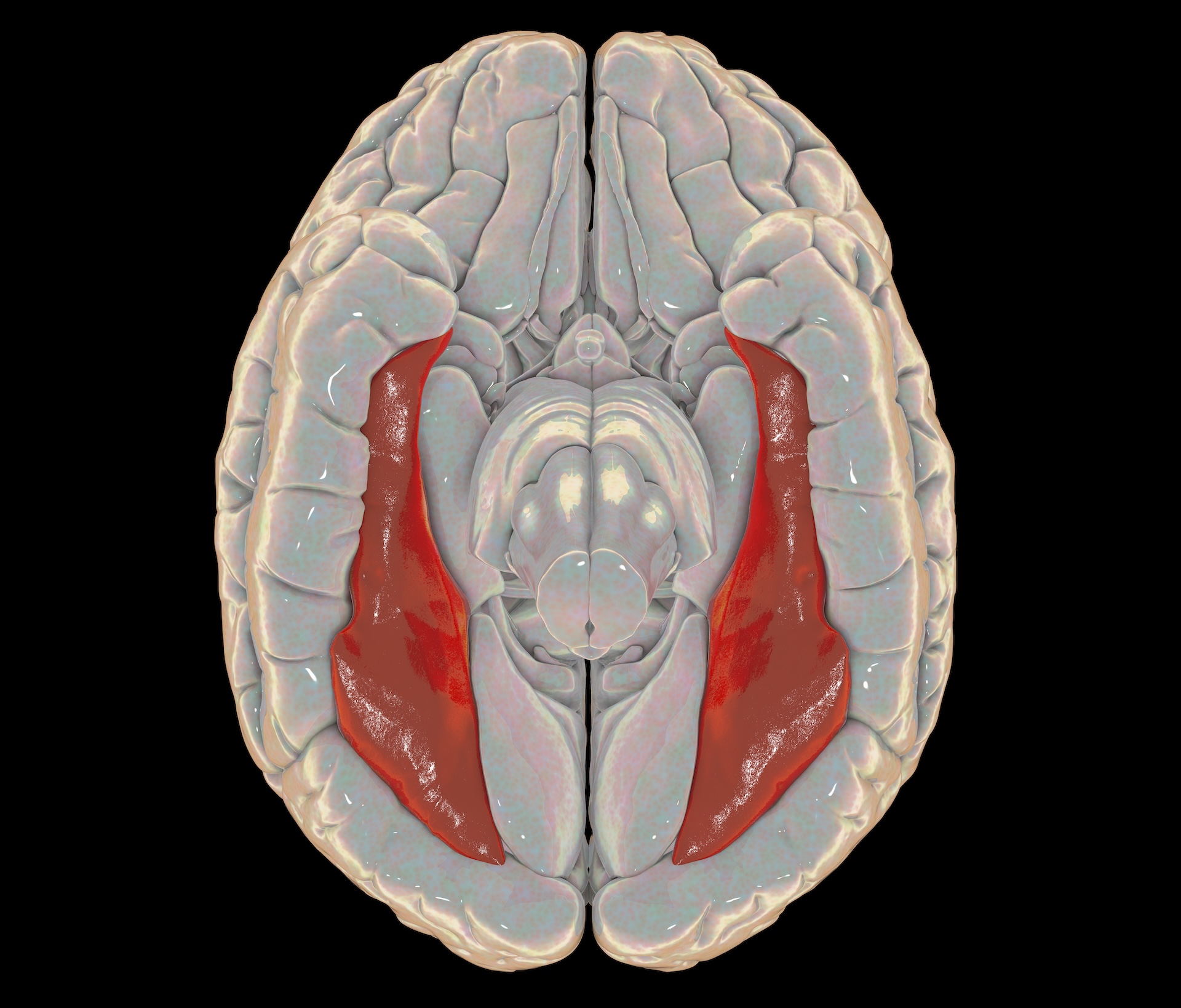 a rendering of the brain as seen from below, with symmetrical structures labelled in red on each side