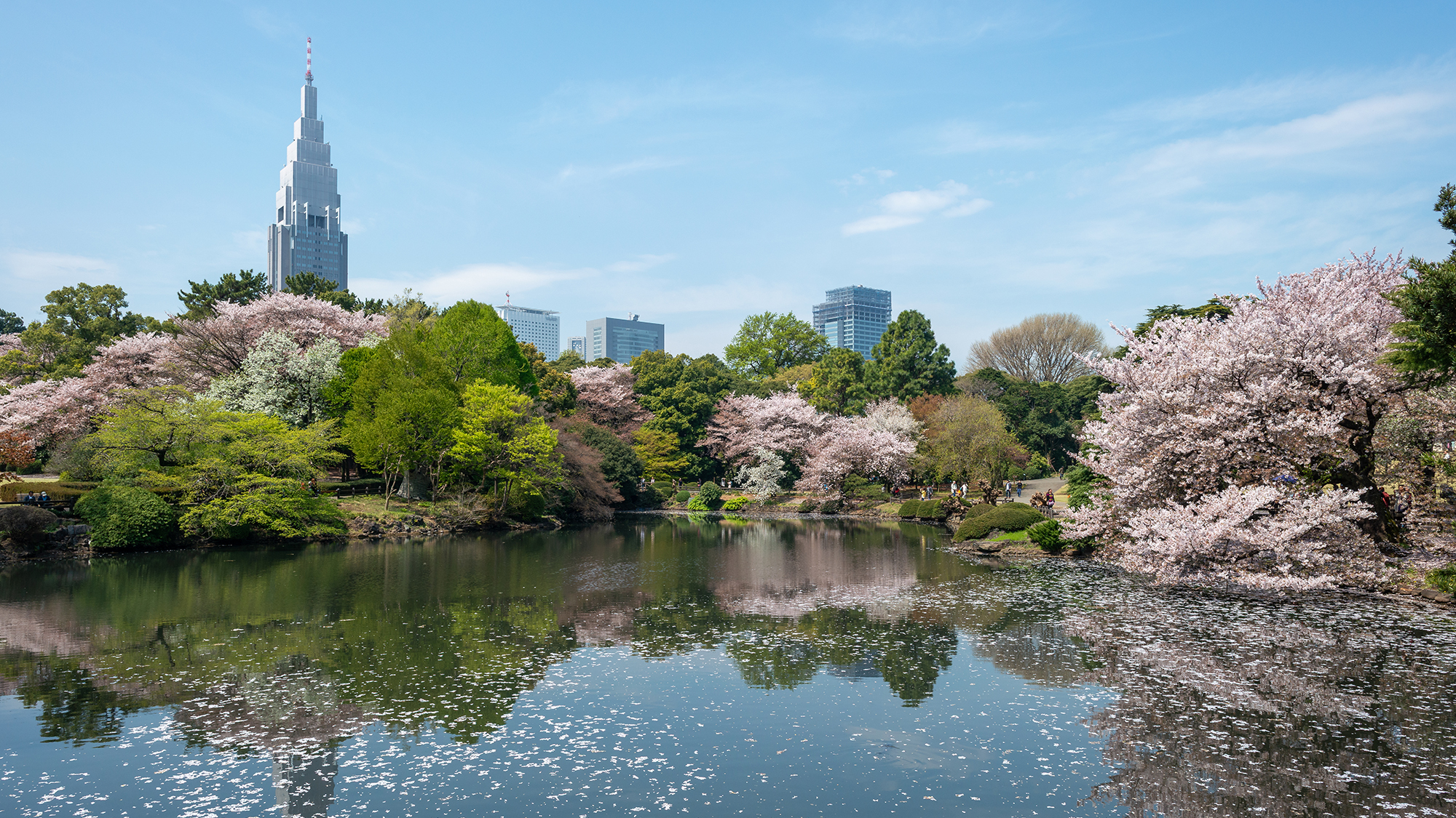 Cherry blossoms in Tokyo