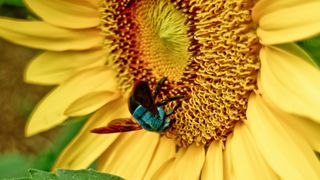 Sunflower beetle on a sunflower head