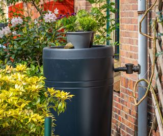 Black plastic rain barrel with a planter at the top