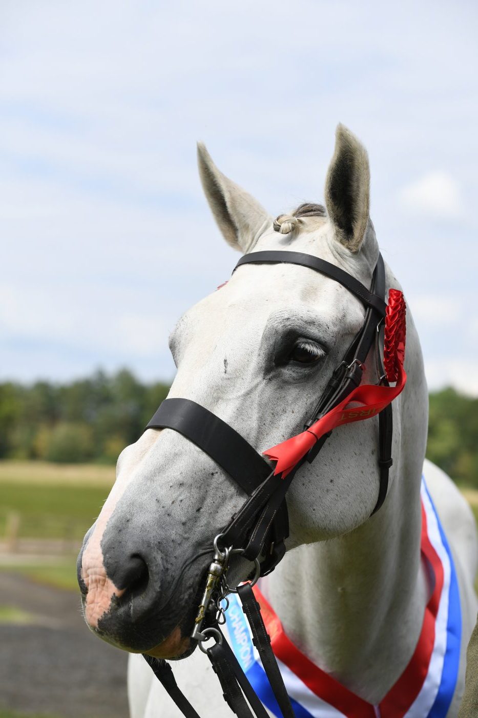 HorseNo149_HunterShow_PN19_36517-e1562586899213.jpg