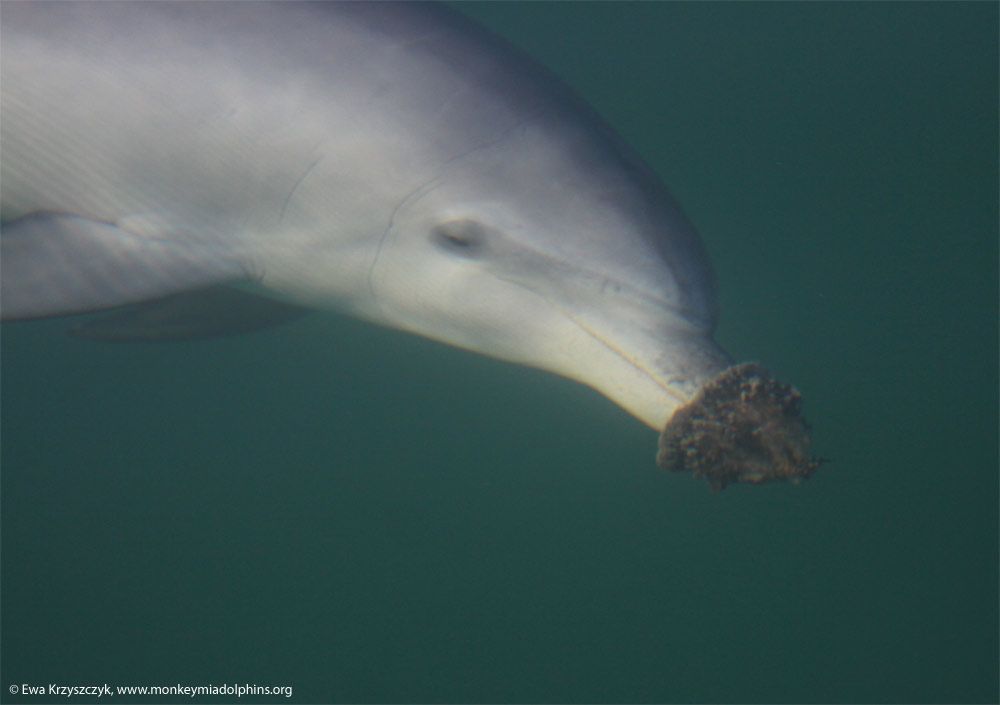 Juvenile bottlenose dolphin with sea sponge on her nose.