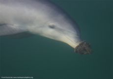 Juvenile bottlenose dolphin with sea sponge on her nose.