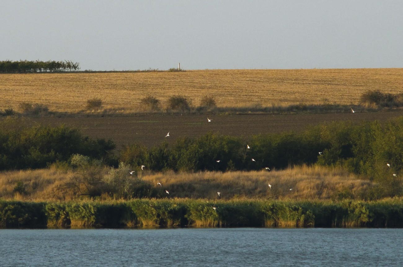 Seabirds flying over vineyards by the shore