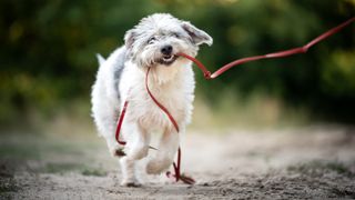 Happy dog grabs leash in mouth while out for a walk