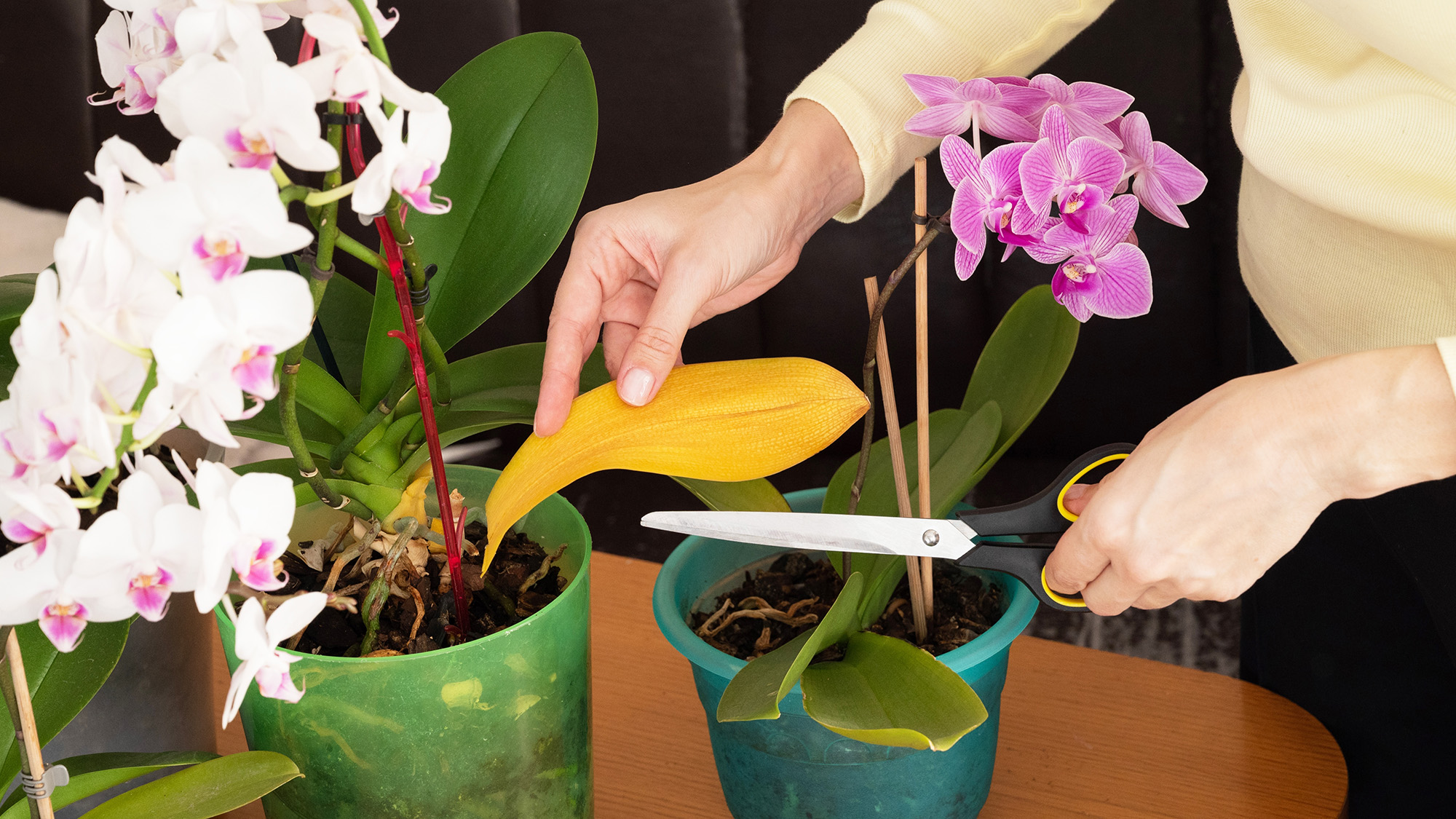 Woman removing yellow leaf on orchid
