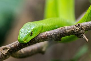 The green mamba snake.
