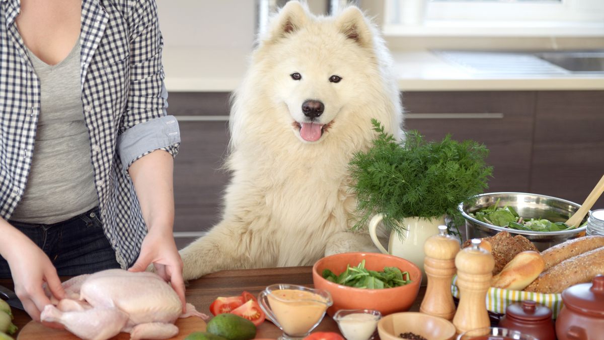 Chicken allergy in dogs: Vet reveals everything you need to know ...