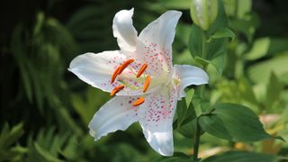 Planting lilies Monty Don