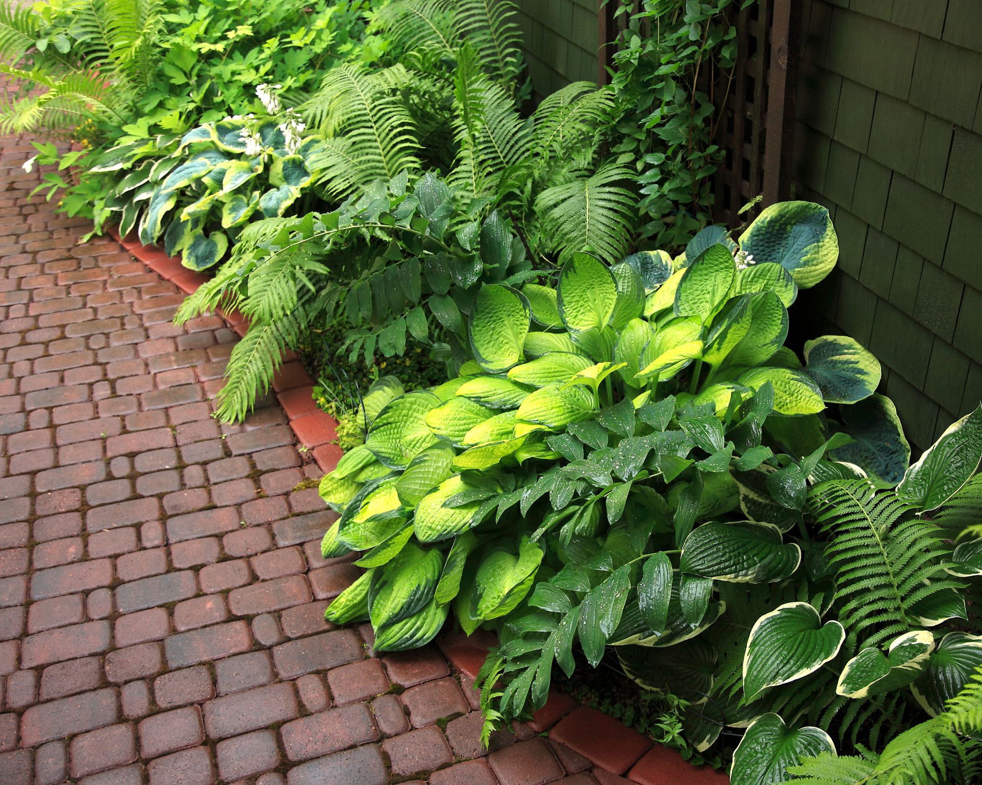 border planted with hosta and ferns, edging a brick path