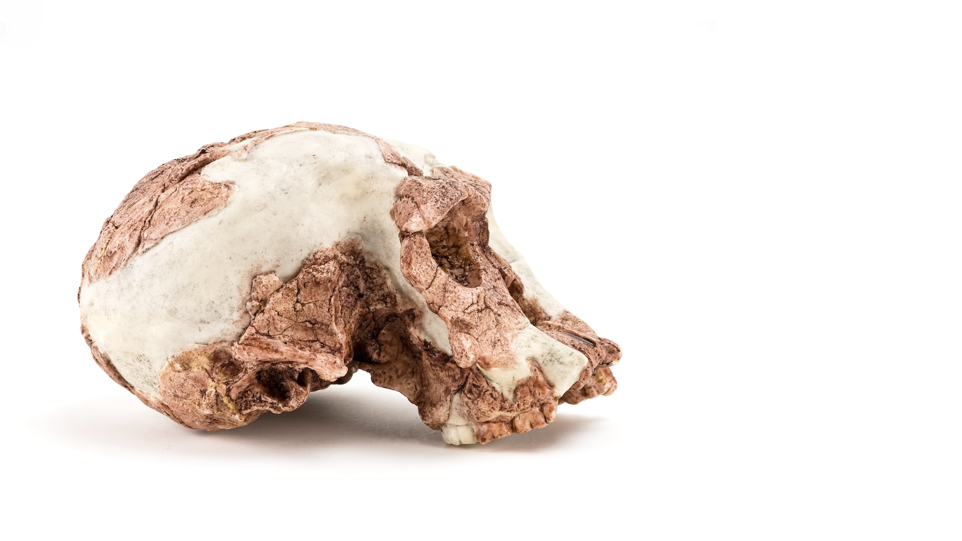 Reconstructed hominin skull that is pinkish with white plaster