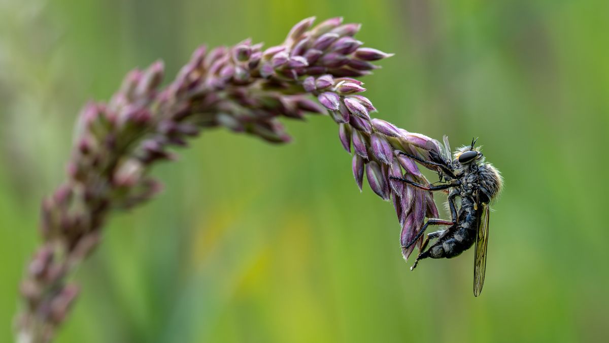 A robber fly handing on to a piece of long grass taken by eight year old Jamie Smart 