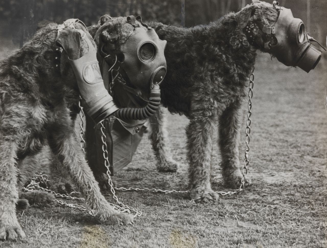 A historical series showing Airedale terriers through time &mdash; from wartime heroes to beloved companions. The images include: Airedales carrying messenger satchels during the First World War; dogs in gas masks used for training exercises; soldiers preparing a message-carrying Airedale with a basket strapped to its back; a vintage Hollywood scene featuring a well-dressed couple and their terrier; and a 1920s woman posing proudly with her Airedale on the steps of her home. Together, they capture the breed&rsquo;s extraordinary versatility &mdash; from battlefield bravery to loyal domestic life.