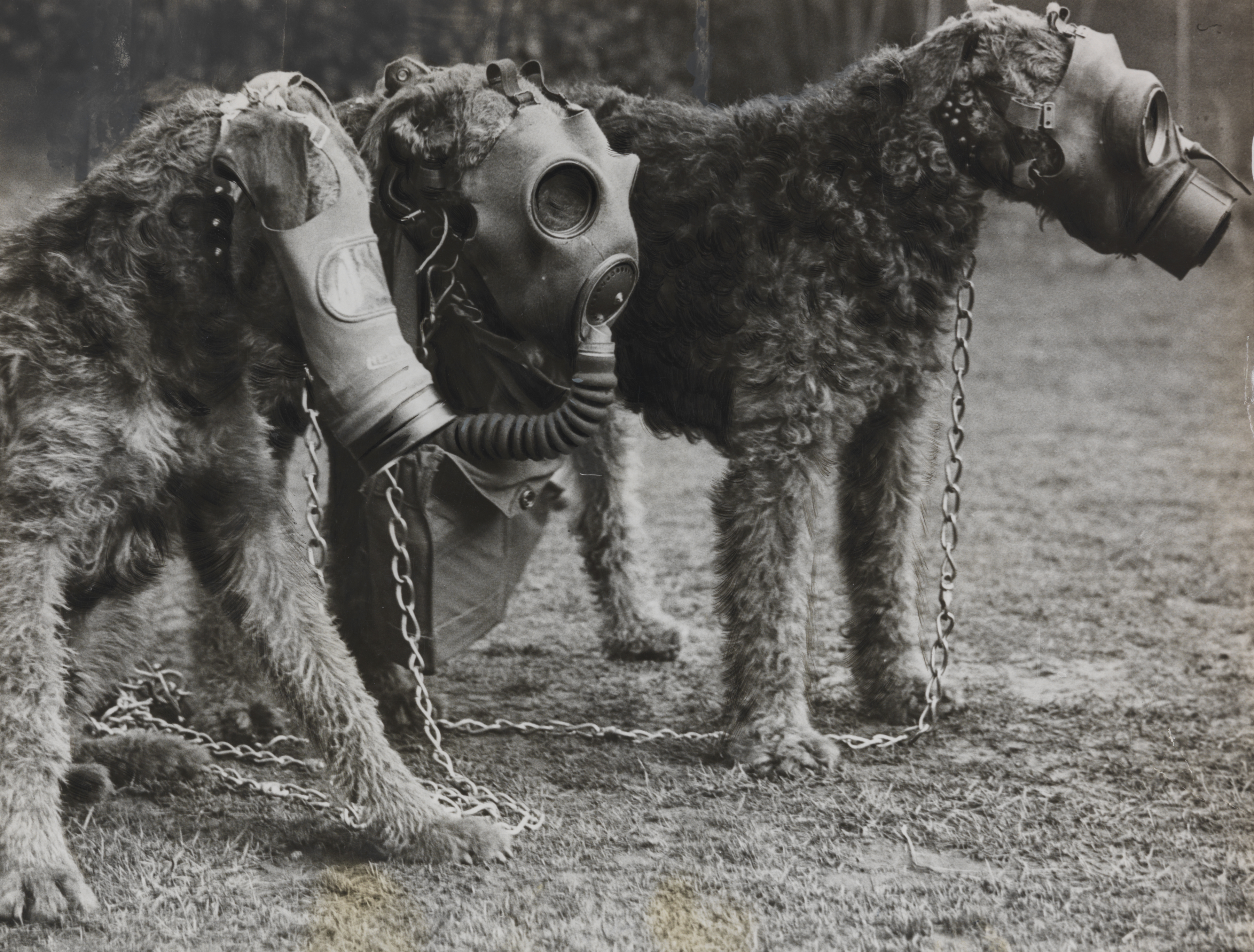 A historical series showing Airedale terriers through time — from wartime heroes to beloved companions. The images include: Airedales carrying messenger satchels during the First World War; dogs in gas masks used for training exercises; soldiers preparing a message-carrying Airedale with a basket strapped to its back; a vintage Hollywood scene featuring a well-dressed couple and their terrier; and a 1920s woman posing proudly with her Airedale on the steps of her home. Together, they capture the breed’s extraordinary versatility — from battlefield bravery to loyal domestic life.