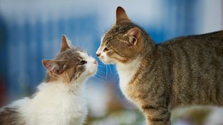 Two street cats greet each other in Greece