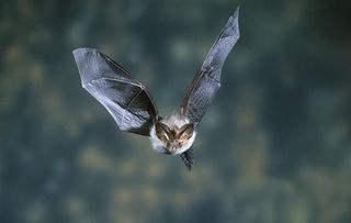 Bat in flight in UK