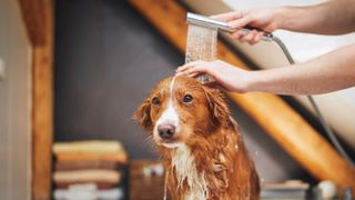 Washing brown dog in the bath with shower head