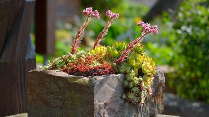 A houseleek flowering in a stone container