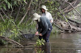 Researchers look for fish during Amazon expedition