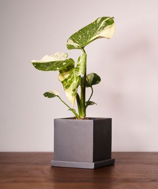 houseplant in grey pot