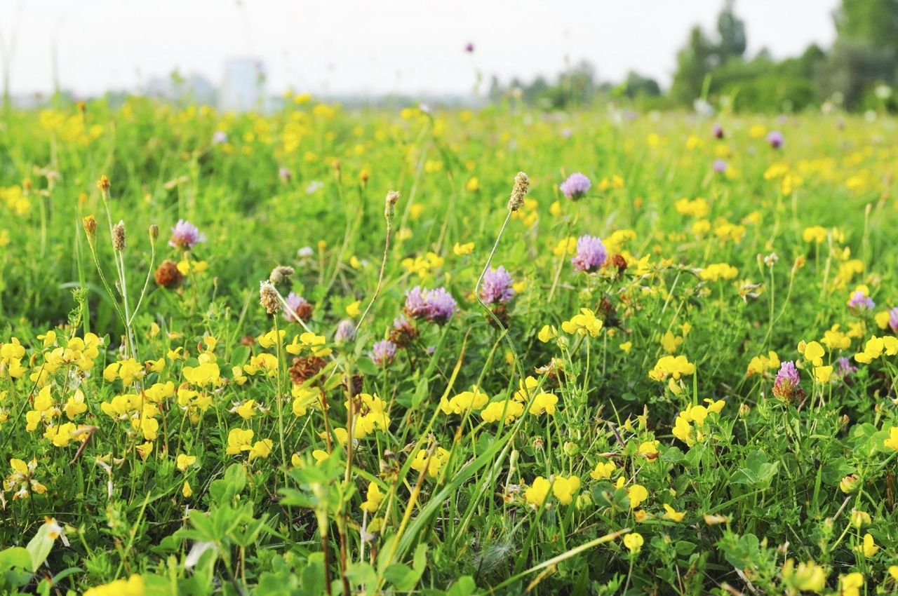 Meadow Lawn Full Of Wild Flowers