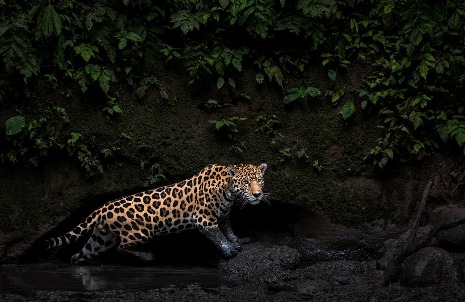 Photograph titled Jungle Keeper, by Karine Aigner of the USA, winner of the General (color) category in the 14th season of the HIPA (Hamdan bin Mohammed bin Rashid Al Maktoum International Photography Award) photography competition. Image description: In Yasuni National Park, a majestic male jaguar prowls through a clay lick in the lush Amazon depths, its muddy paws leaving soft imprints on the mossy bank. In the humid gloom, the jaguar's spotted coat gleams against rugged rocks and shallow, rippling water. Even from over 100 feet away, its piercing gaze commands awe, a rare public appearance before quietly slipping back into the dense forest.