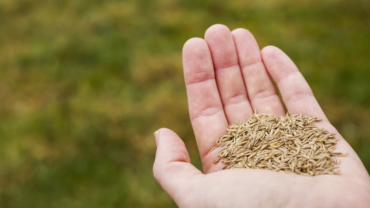 A hand holding grass seed ahead of sowing